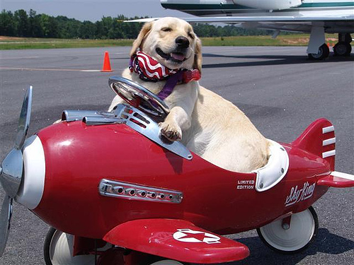 dogplane